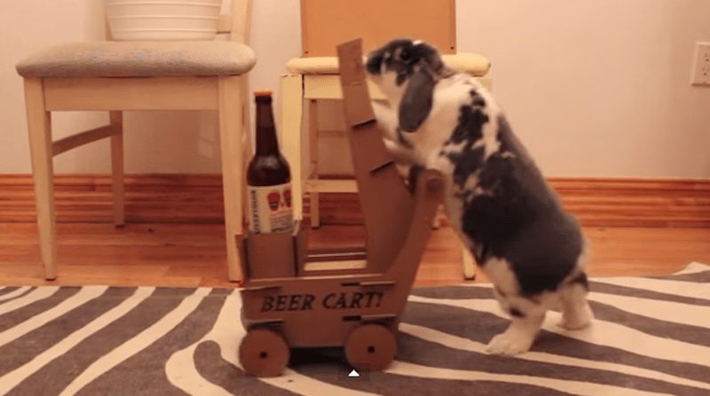 This guy built a custom cart for his petty bunny, so the bunny can bring him a beer