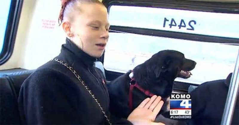 dog rides bus