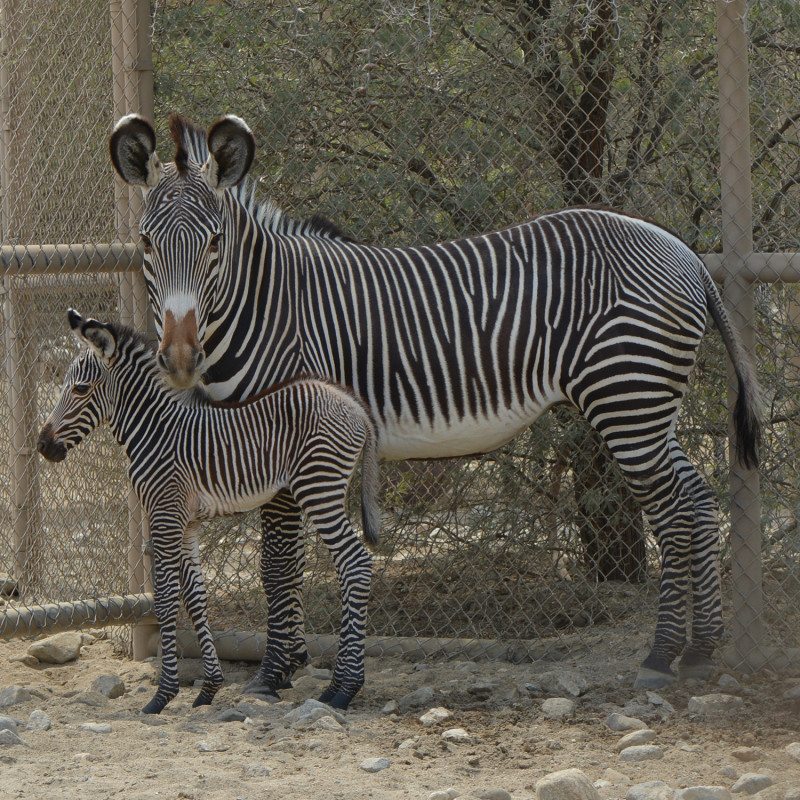 The Living Desert Zebra Baby 1