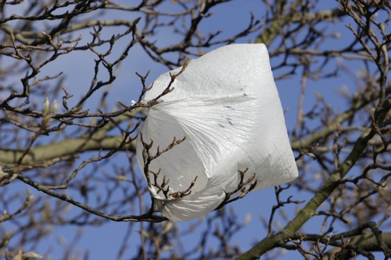 bag in tree