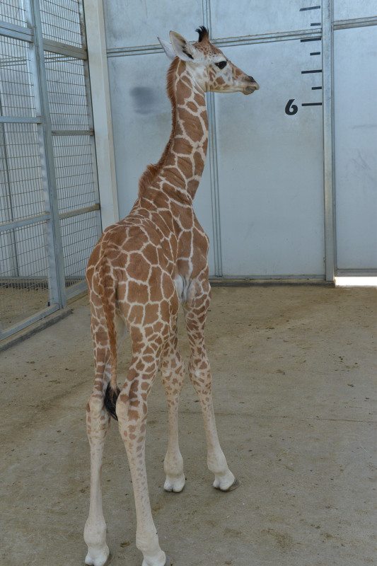 TLD Giraffe1 Calf  7 2015