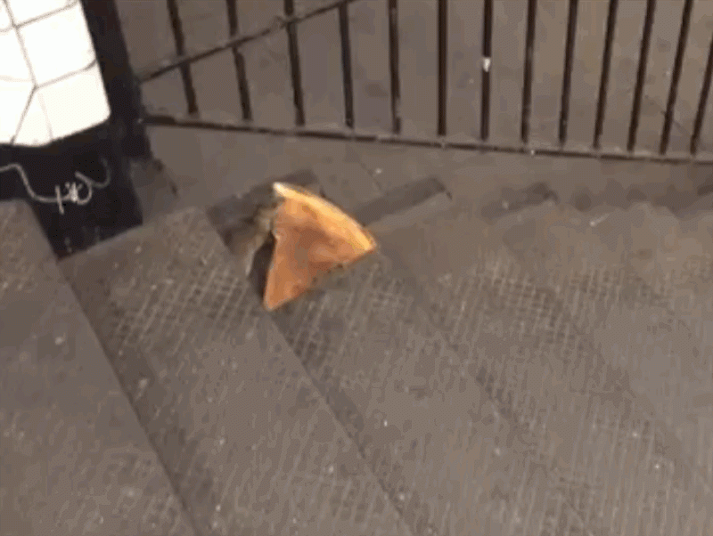 pizza rat gif