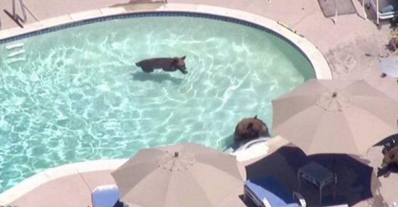BEars in the pool