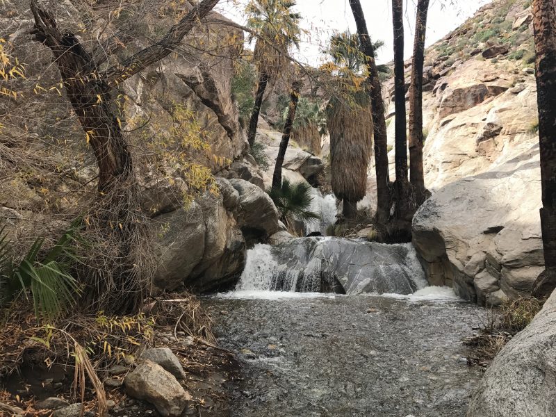 Murray Canyon Hike in Indian Canyons in Palm Springs
