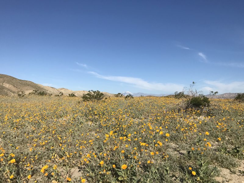 Coachella Valley preserve super bloom