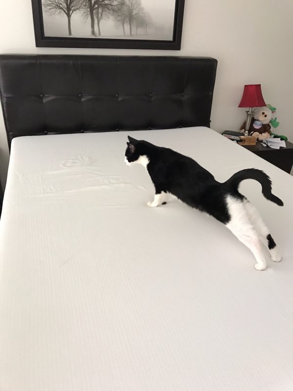 My cat helped me review my mattress from Eight Mattress. He really liked sleeping on it. 
