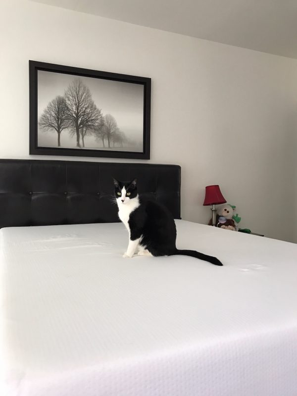 My cat helped me review my mattress from Eight Mattress. He really liked sleeping on it. 