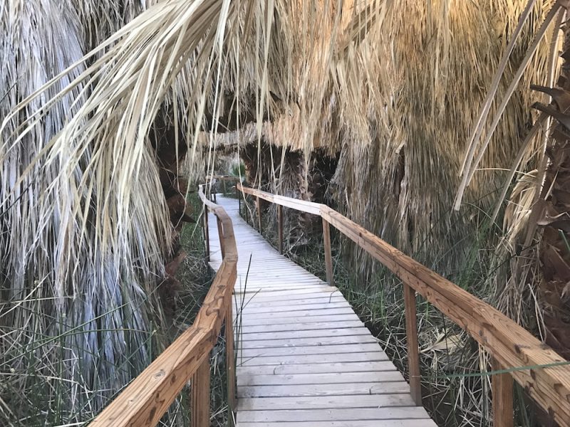 Coachella Valley Preserve walkway through the oasis in Thousand Palms