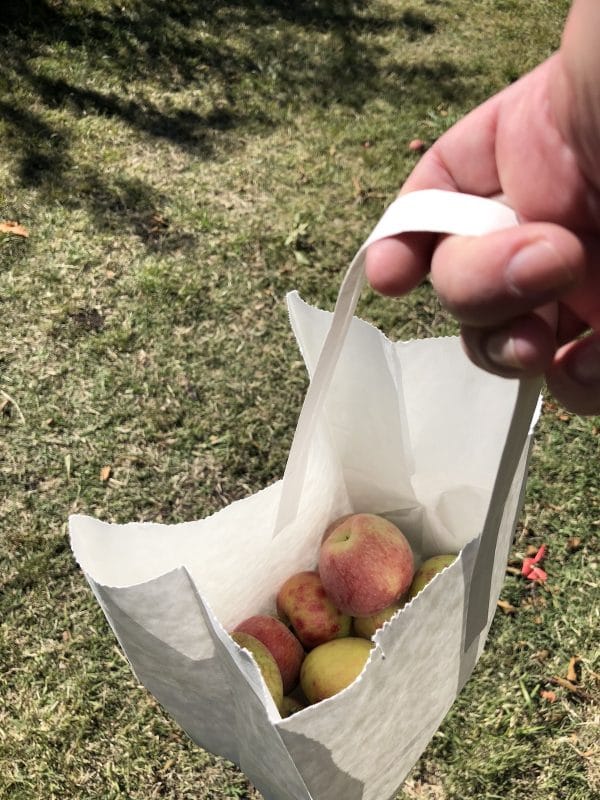 A bag about half full of picked apples