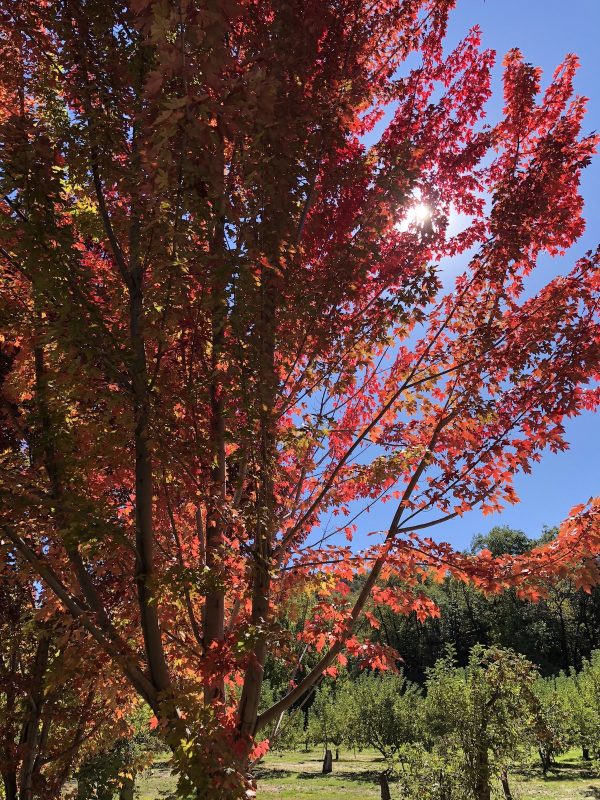 The leaves change on a tree in Oak Glen California