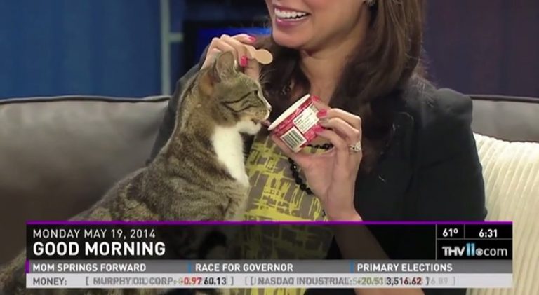 cat licks ice cream on tv