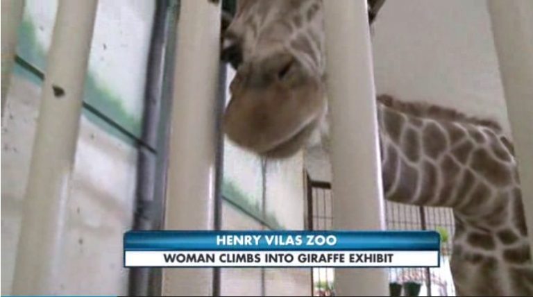 So Cal Woman Gets Kicked in Face by Giraffe at Zoo