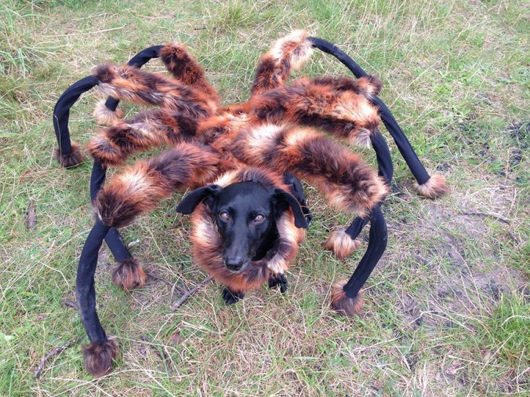 Guy Dresses His Dog as Spider.  Scares Everyone