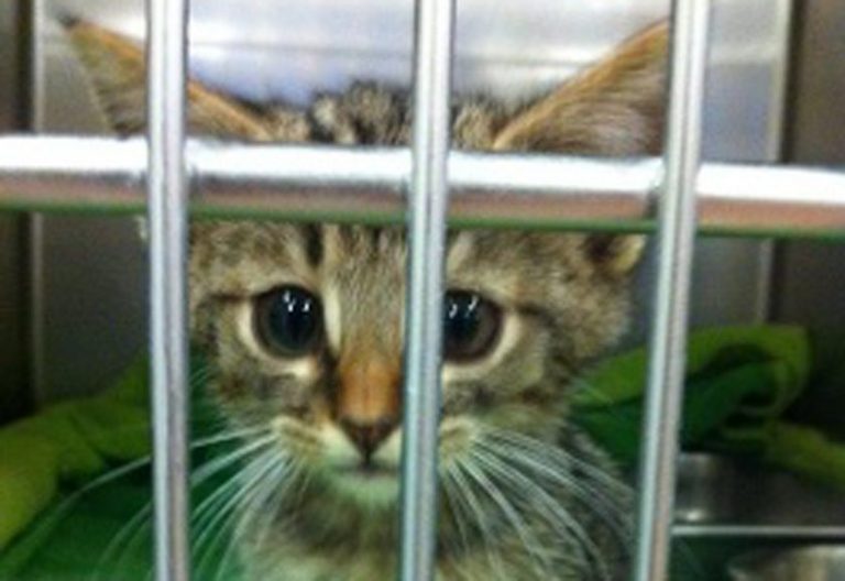 Let’s All Adopt This Kitten Rescued From an Indio Drain Pipe