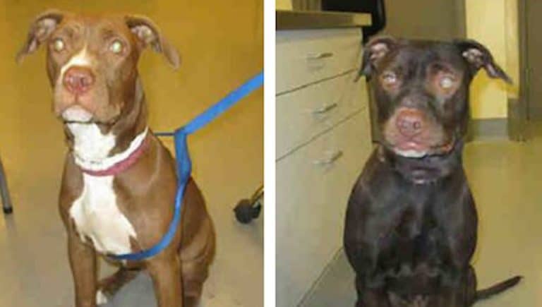 Stolen Pit Bull is Returned to Owner After Being Dyed Black by Thieves