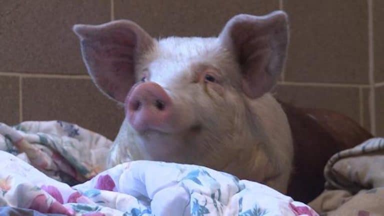 Abner The Pig Escapes, Refuses to be Bacon!