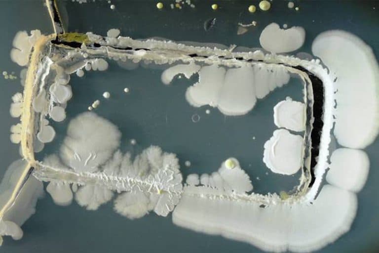 Shocking Photos Show How Much Bacteria is on Your Phone