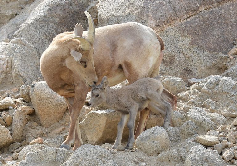 Awww…There is a New, Adorable Baby Bighorn at The Living Desert