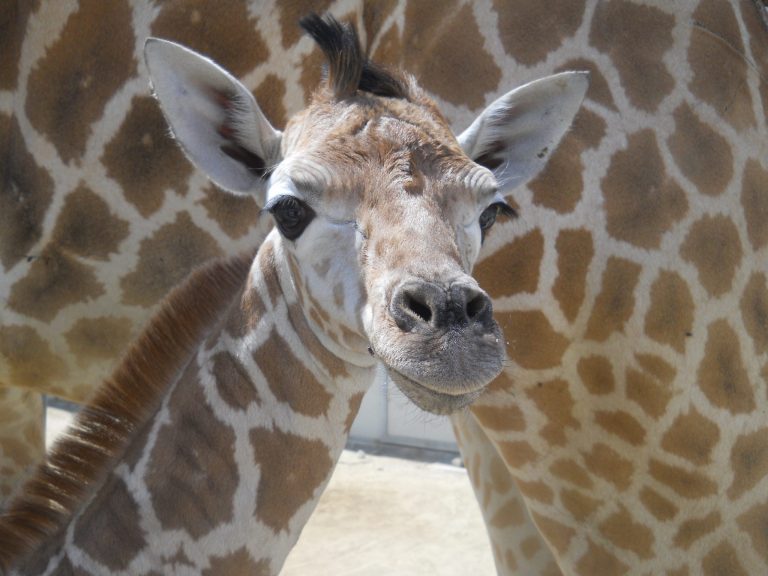 Look at This Adorable Baby Giraffe at The Living Desert!