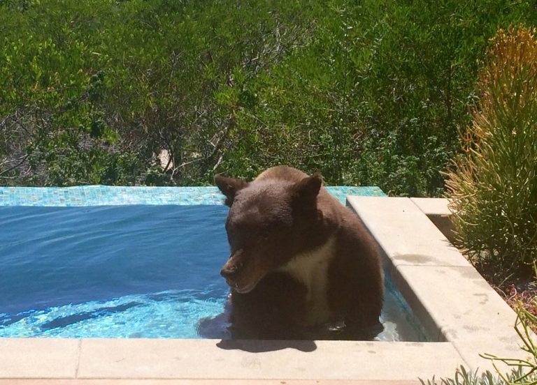 SoCal Bear Takes Dip in Backyard Pool to Cool Off From Heat Wave