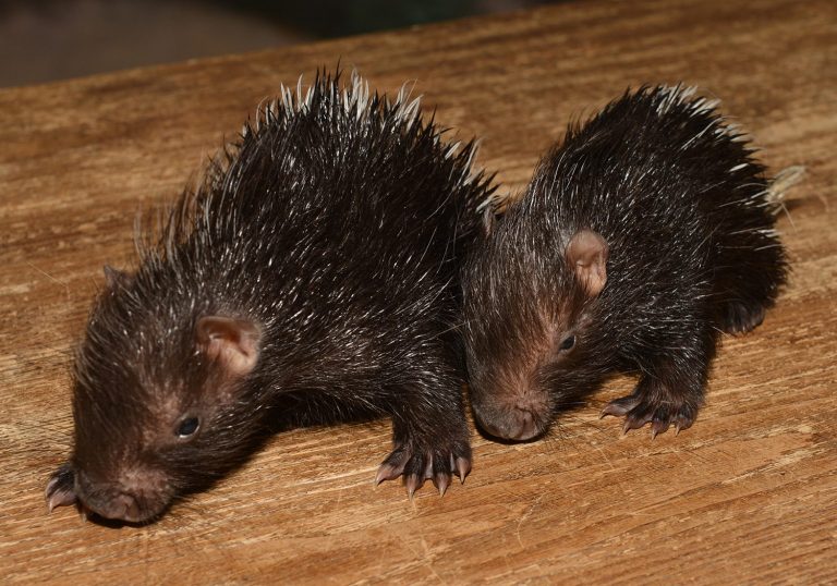 Photos: Look at These Porcupine Babies at The Living Desert