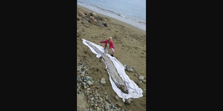 Whoa.  Huge 200 Pound Oarfish Washes up on Catalina Beach