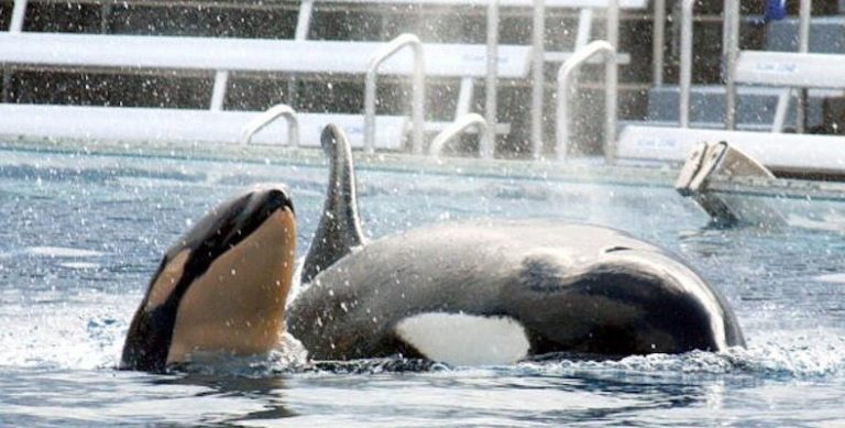 SeaWorld finally realizes orcas would rather be in the ocean