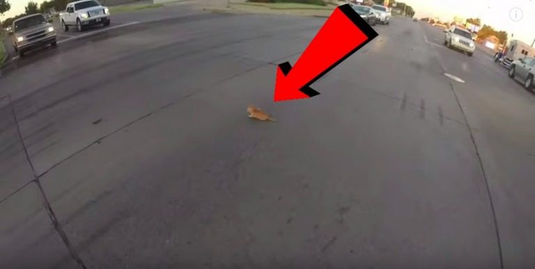 Video: Hero Motorcyclist Saves Adorable Kitten Wandering in the Middle of Traffic