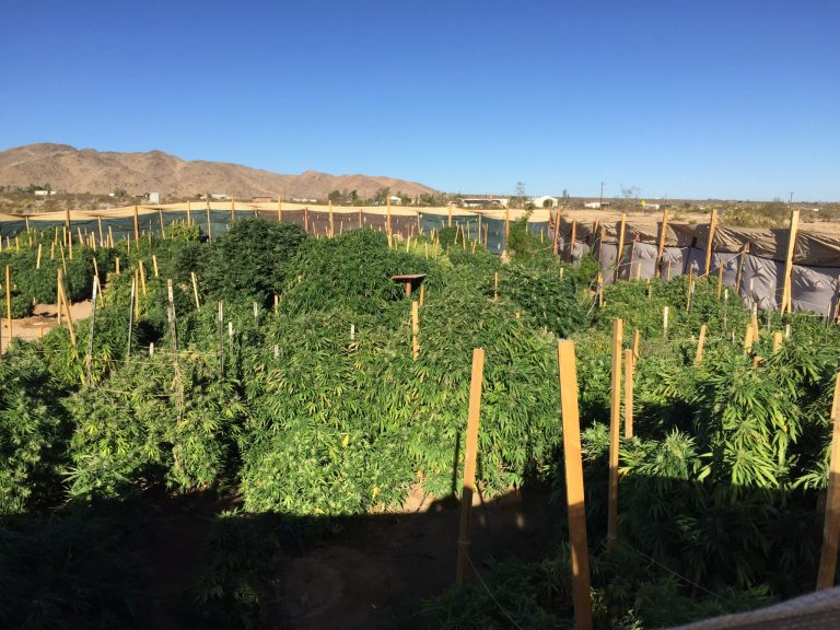 Two Marijuana Grows Raided in Landers and Twentynine Palms