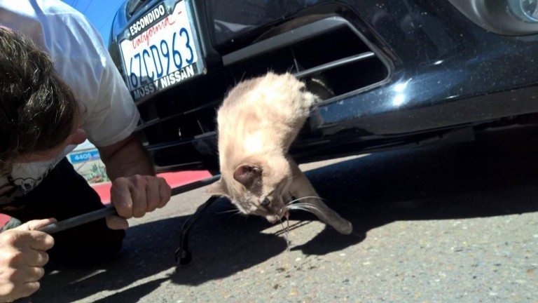 Cat survives after taking 8 mile ride stuck in a car’s bumper