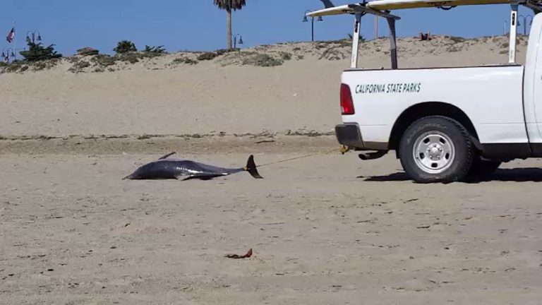 Beachgoers shocked to see dead dolphin being dragged by pickup