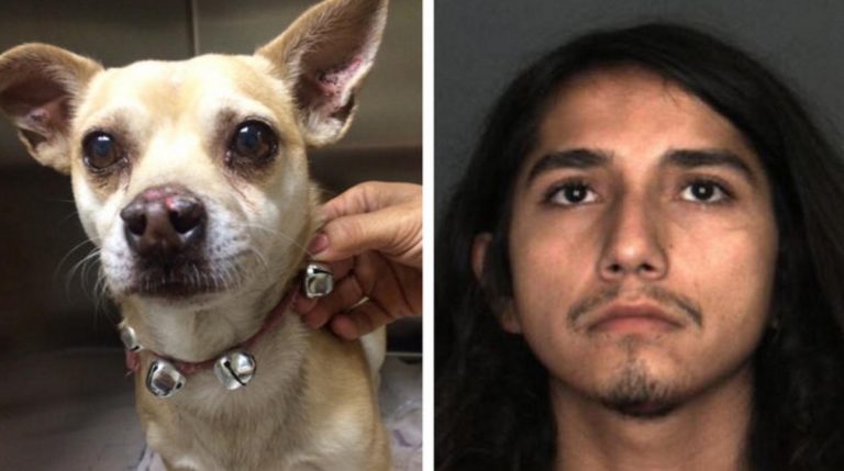 Fontana man arrested after his Chihuahua, named Jack Sparrow, tests positive for meth