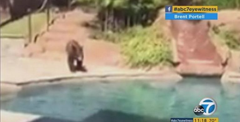 This Yucaipa bear chillin’ poolside just gets it