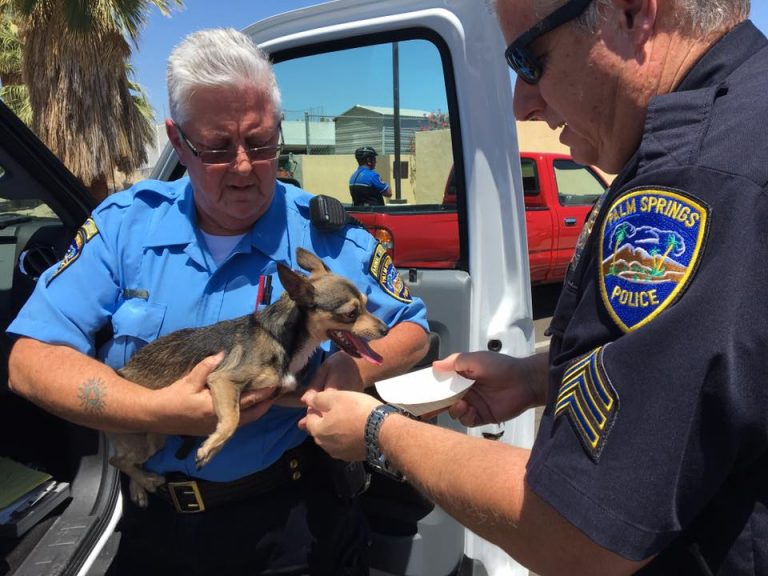 Some jerk left this adorable pup in a hot car in Palm Springs