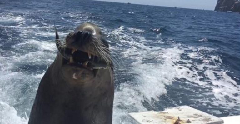 Video: Smart sea lion named ‘Pancho’ hitches ride on boat, eats snacks