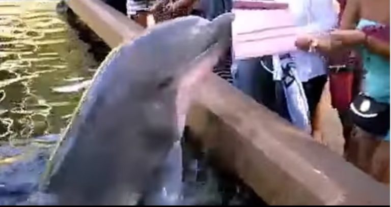 Video: SeaWorld dolphin decides lady’s iPad is his now