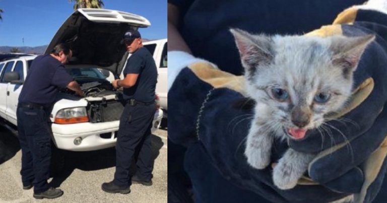 Adorable kitten rescued from car engine by San Bernardino fire personnel