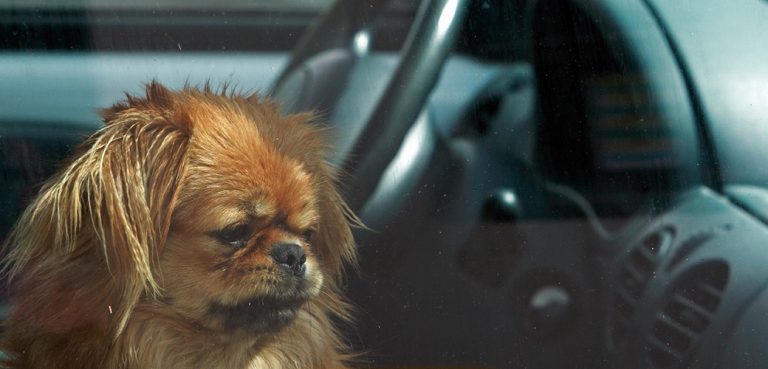 Starting Sunday you can legally smash a window to rescue a pet from a hot car