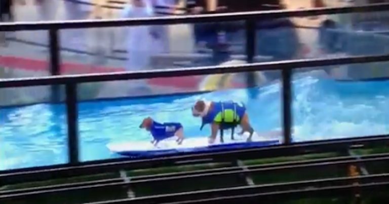 Video: Al Roker loses his mind over surfing dogs in the Rose Parade