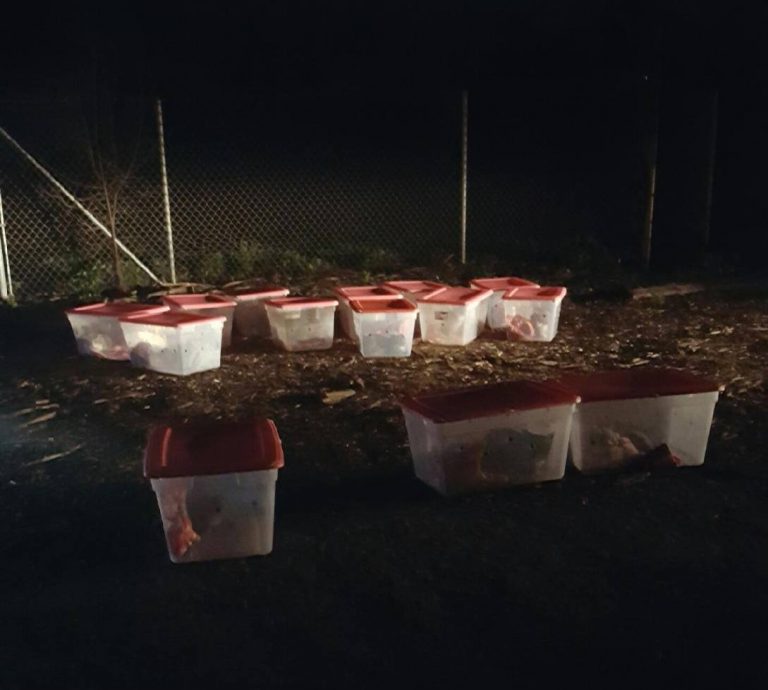 Some jerk left 14 plastic tubs full of cats in a cold, rainy parking lot