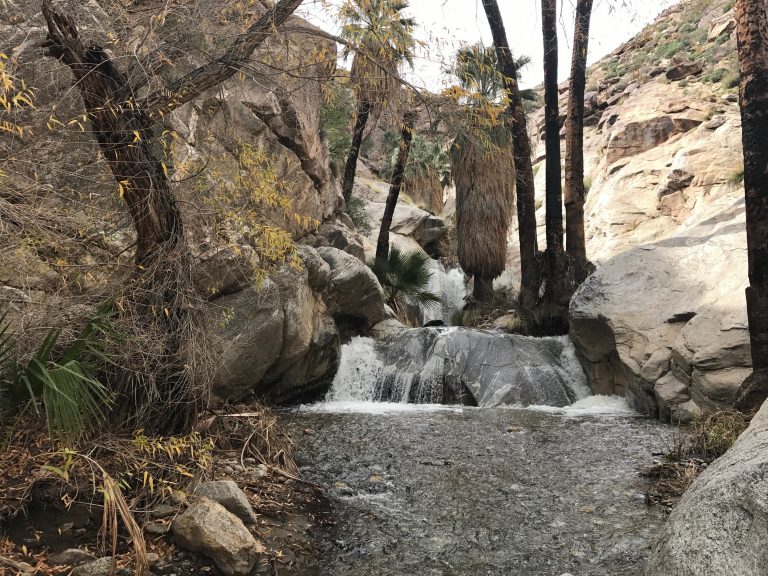 Indian Canyons in Palm Springs is looking pretty amazing right now