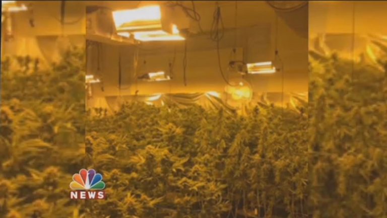 Palm Springs landlord discovers her rental is being used as a grow house