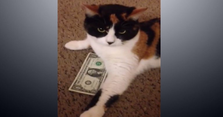 Video: Don’t take this cat’s money!