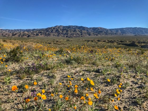 Coachella Valley Preserve in Thousand Palms Super Bloom