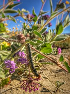 Coachella Valley Preserve in Thousand Palms Super Bloom