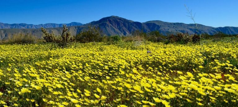 Photos: The Anza-Borrego Super Boom is pretty darn breathtaking