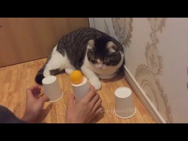 This cat is smarter than all of us