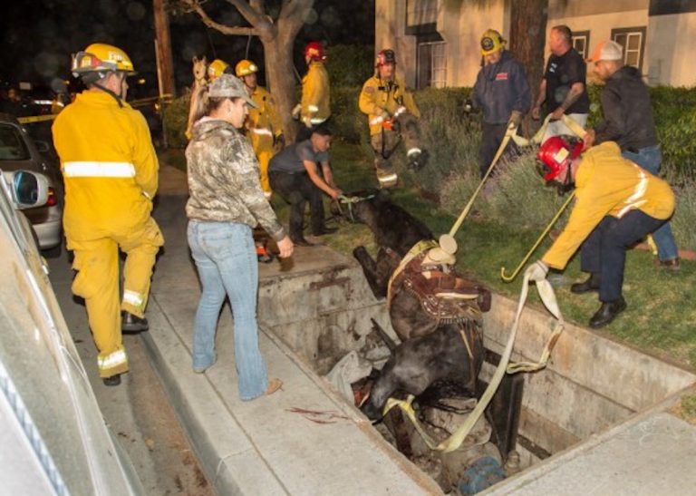 Horse rescued after falling into hole while leaving Riverside Taco Bell