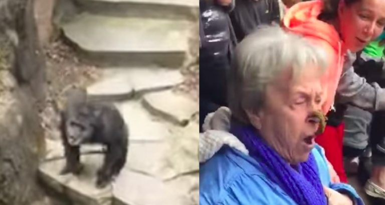 [Watch] Chimp throws poop on a very sad grandma