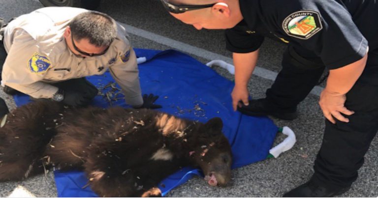 Bear cub captured in Indio